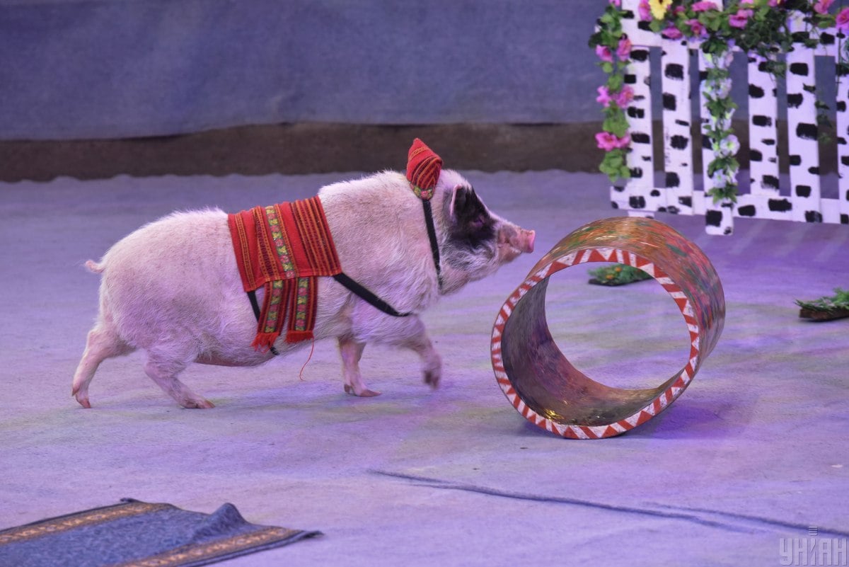 Свині спрогнозовано просування у кар'єрі