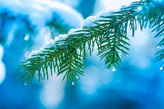 сніг_природа_оттепель_капля_елка_ель_зима_погода сніг_природа_оттепель_капля_елка_ель_зима_погода