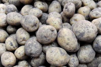 Как избавиться от колорадского жука навсегда: "секретная" добавка творит чудеса