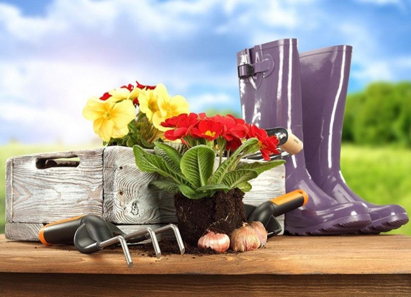 Посівний календар на червень 2021: що робити в городі і в саду