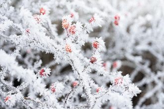 погода_природа_снег_иней_заморозки_похолодание_зима погода_природа_снег_иней_заморозки_похолодание_зима