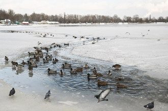 погода, зима, оттепель погода, зима, оттепель