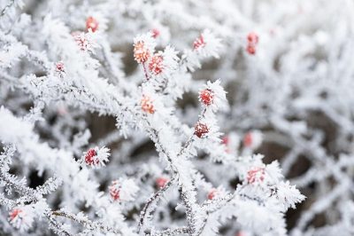 погода_природа_снег_іней_заморозкі_похолоданіе_зіма погода_природа_снег_іней_заморозкі_похолоданіе_зіма