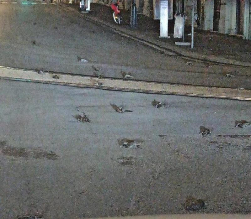 На Рим обрушился "дождь" из мертвых птиц