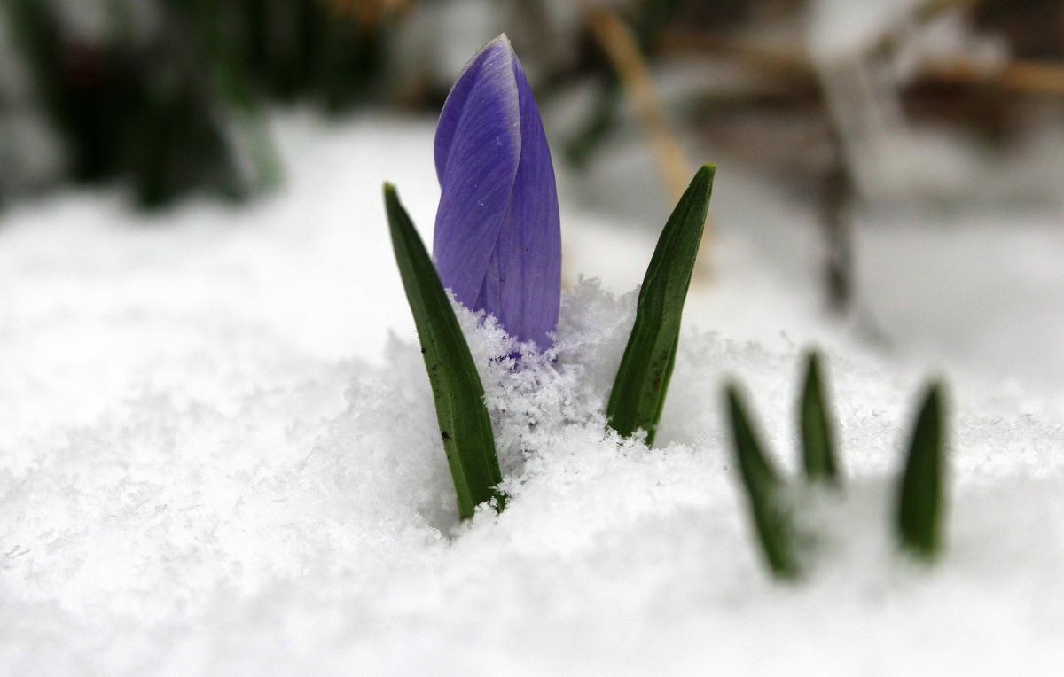 Синоптик спрогнозировал, каким будет начало весны в Украине