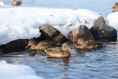 Потепління вривається у Полтавську область: синоптики здивували прогнозом