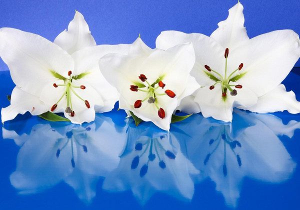 День ангела Світлани: що подарувати і як привітати всіх Світлан