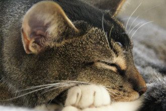 Кот Кот