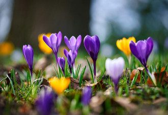 20 марта какие праздники мы отмечаем в День Земли