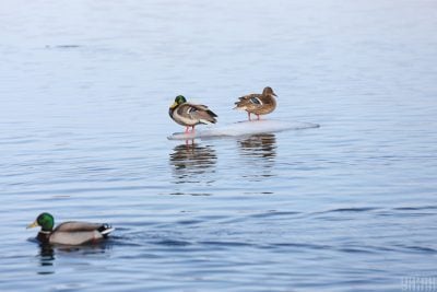 У прогнозі Діденка йдеться, що нашій країні скоро світить потепління