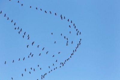 Одному знаку Зодиака прогнозируется обретение новых связей, которые могут стать крышей