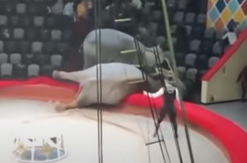 В Казани на представлении в цирке подрались слоны