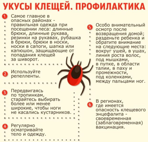 Комаровский предупредил украинцев об атаке опасных клещей Комаровский предупредил украинцев об атаке опасных клещей