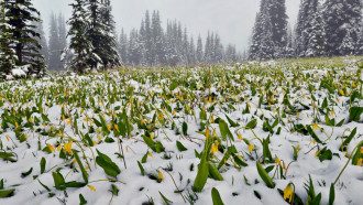 Погода Погода