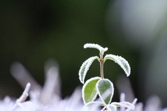 Сніг очікується на Івано-Франківщині та на Закарпатті Сніг очікується на Івано-Франківщині та на Закарпатті