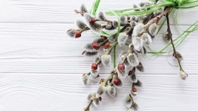 Привітання на Вербну неділю 2021 в прозі, вірші, смс, листівки Привітання на Вербну неділю 2021 в прозі, вірші, смс, листівки