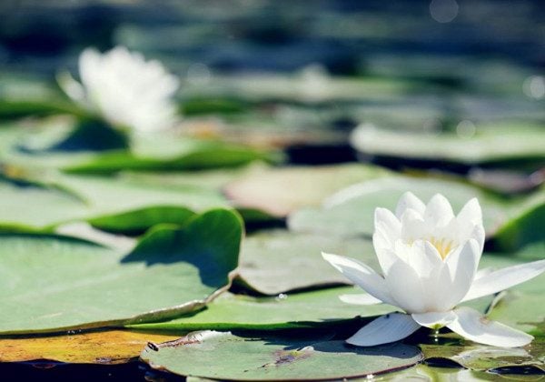 Привітання з Чистим четвергом – листівки та тексти