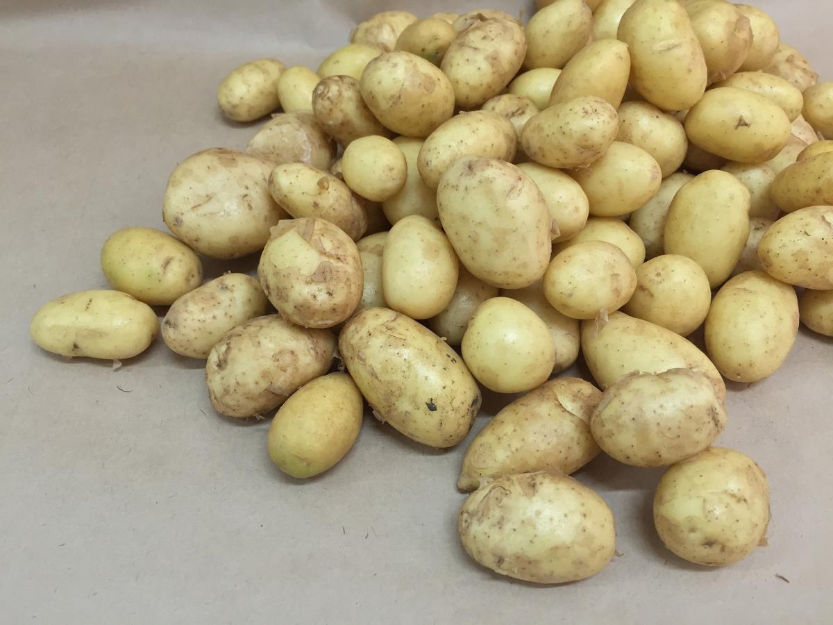 Врачи рассказали о коварной опасности молодой картошки
