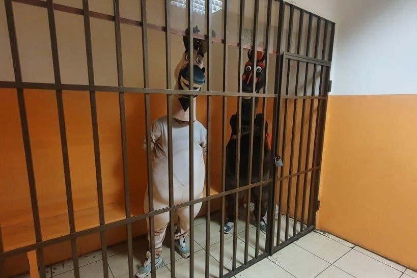 У Сочі заарештували віслюка, коня і зебру: жадібні 'тварини' вимагали гроші у туристів У Сочі заарештували віслюка, коня і зебру: жадібні 'тварини' вимагали гроші у туристів