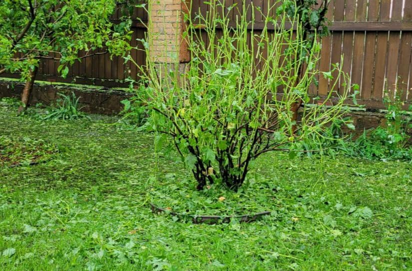 Нардеп поскаржилася на наслідки граду під Києвом