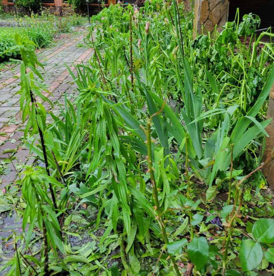Нардеп поскаржилася на наслідки граду під Києвом