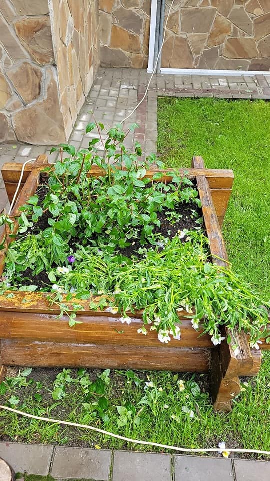 'Такого ще не бачила': нардеп поскаржилася на згубний град під Києвом