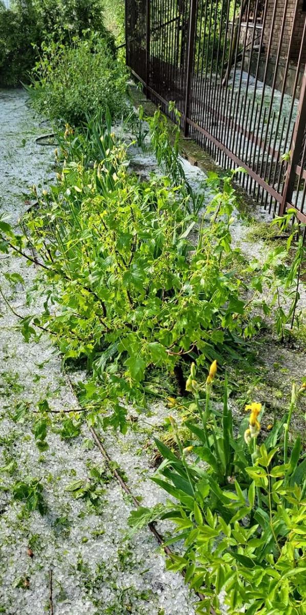 'Такого ще не бачила': нардеп поскаржилася на згубний град під Києвом