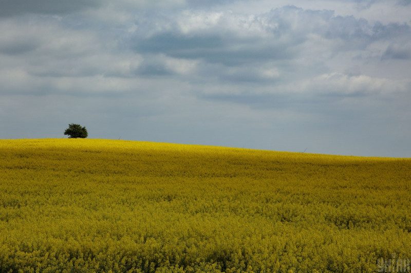В уряді назвали мінімальну вартість гектара української землі