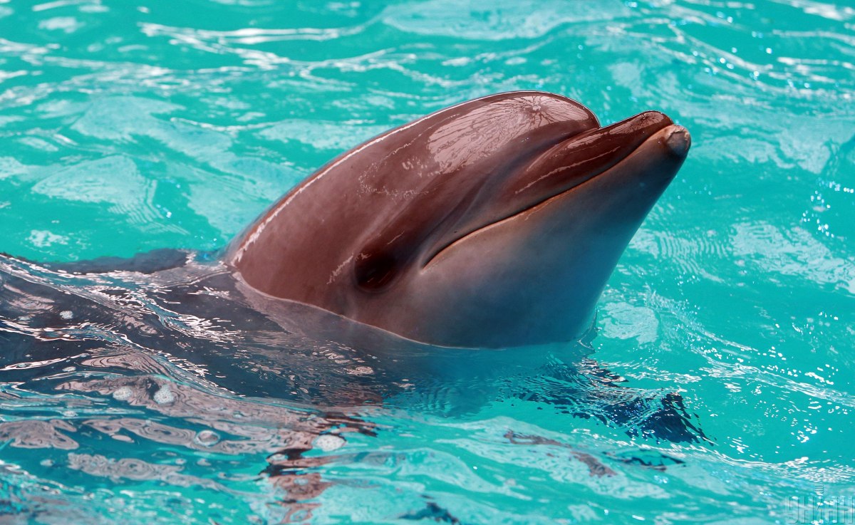 В Одессе дельфин жадно укусил ребенка за руку