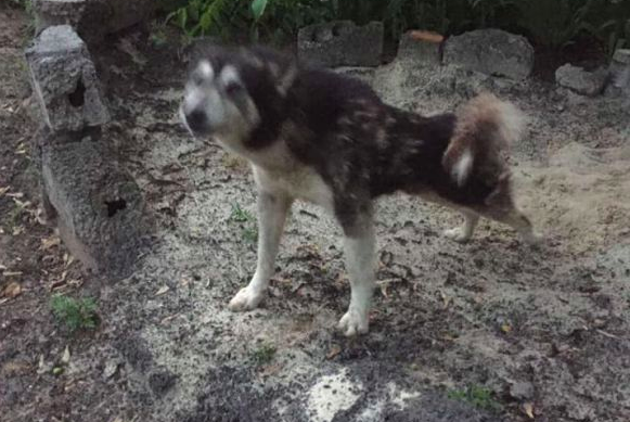 Выгнали из дома: в Запорожской области хаски умирает на могиле своего хозяина