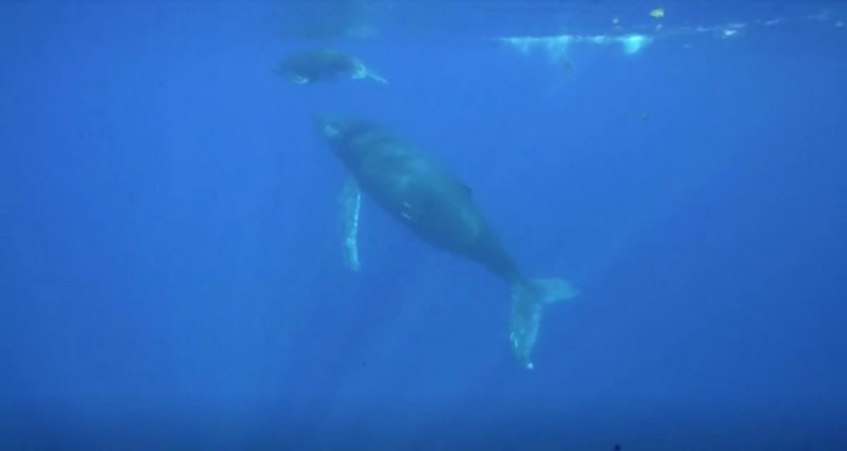 "Я в китовой пасти": в США горбатый кит проглотил рыбака, но через 40 секунд его выплюнул