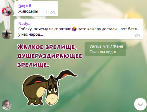 Величезний град і собака на вулиці: в мережі з'явилося відео стихії на Кубані