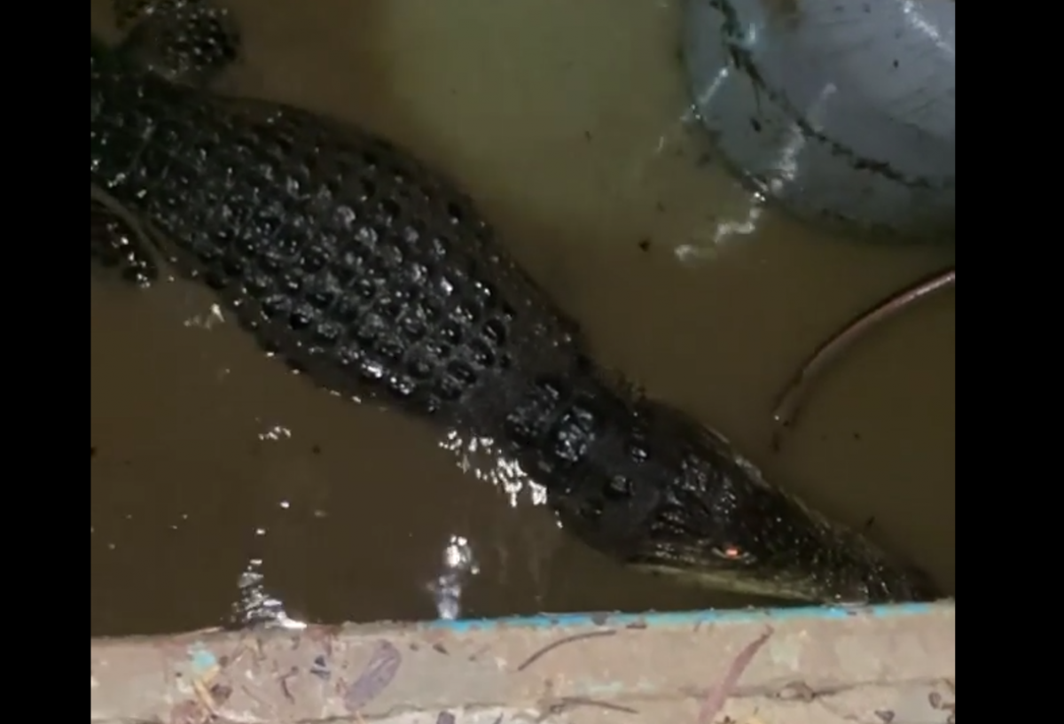 Ловить крокодилов – дело непростое: в Ялте зубастые хищники неожиданно обрели свободу