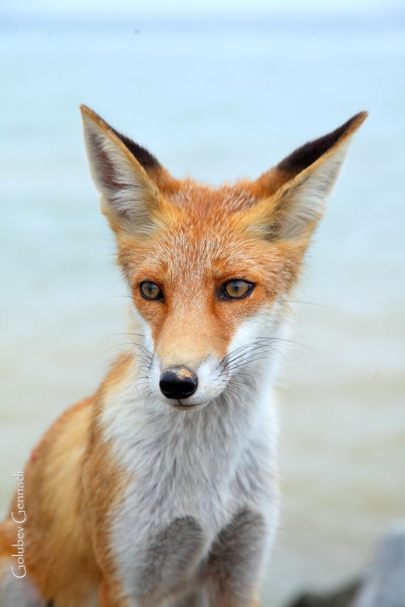 Лисицы у Черного моря