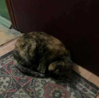 В столице кошка спала на коврике у квартиры, в которой жила с хозяйкой
