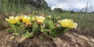 Кактус