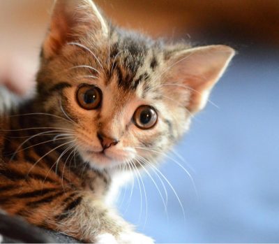 На Закарпатті знайшли замордованим кошеня: "постаралися" діти