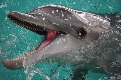 Дельфін Дельфін