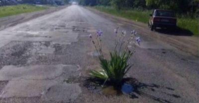 Нехай розквітають всі квіти: в Крижополі висадили посеред дороги величезний кущ ірисів