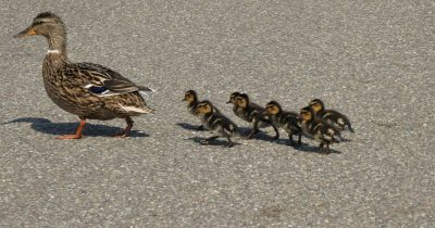 Каченя Каченя