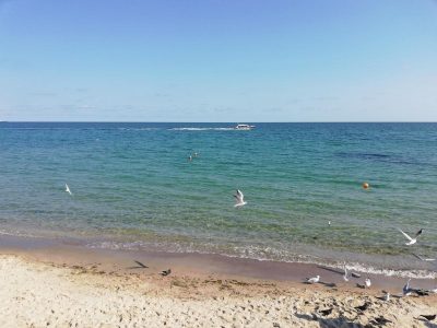 У Бердянську туристів атакують Морські блохи У Бердянську туристів атакують Морські блохи