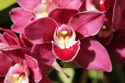 Как ухаживать за орхидеей Фаленопсис, чтобы она цвела долго