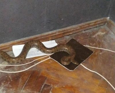 Питон Питон