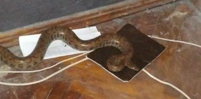 Зазирнула під ліжко і побачила пітона: харків'янка знайшла змію у своїй квартирі