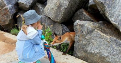 Лисицы на Черном море