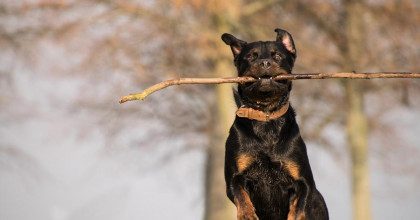 В Киеве ротвейлер набросился и разодрал ребенка