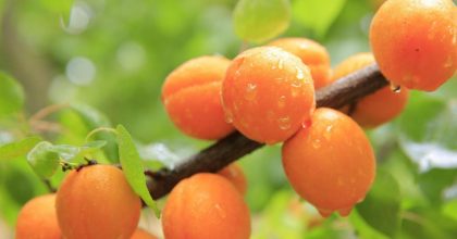 Врач рассказала о коварной опасности абрикос