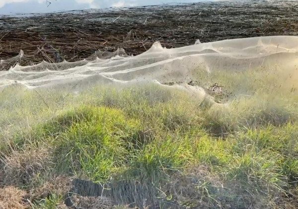 В Австралії через павуків стався апокаліпсис