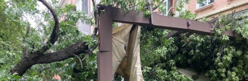 В рубашке родились: в Полтаве дерево с грохотом упало прямо на кафе