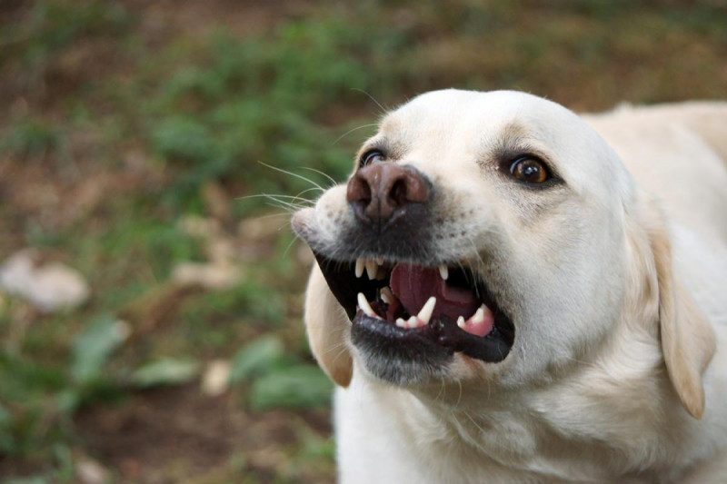 На Днепропетровщине пес охранника жестоко покусал пьяного туриста